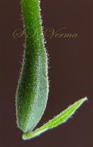  Hypanthium and Ovary
